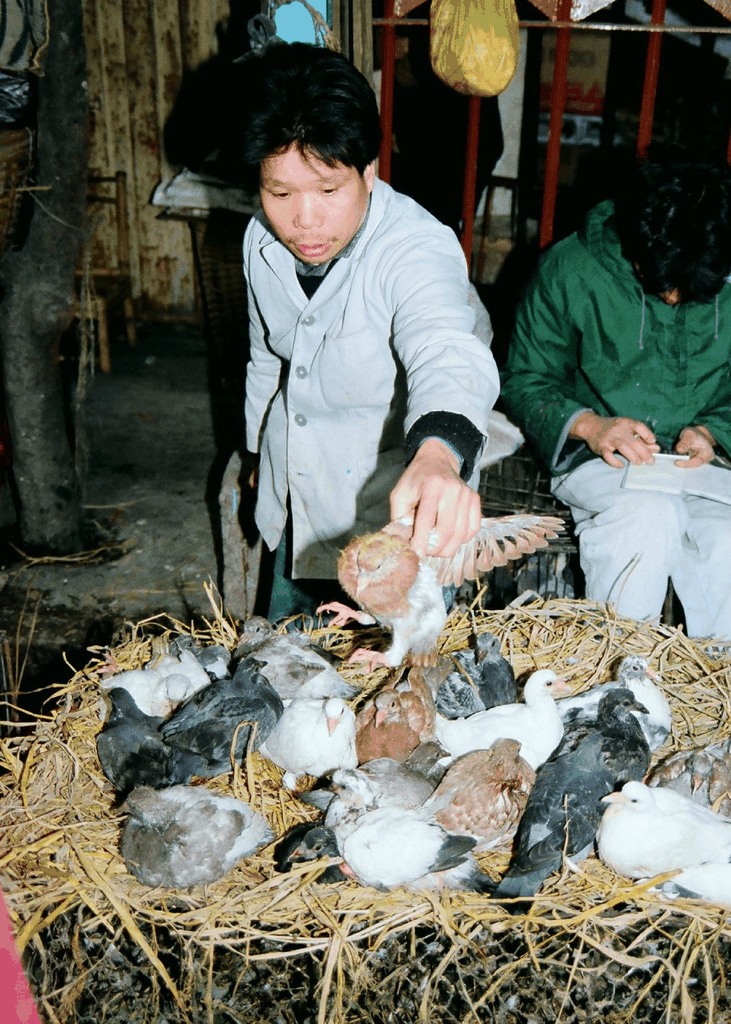 八十年代农村信鸽养殖场景
