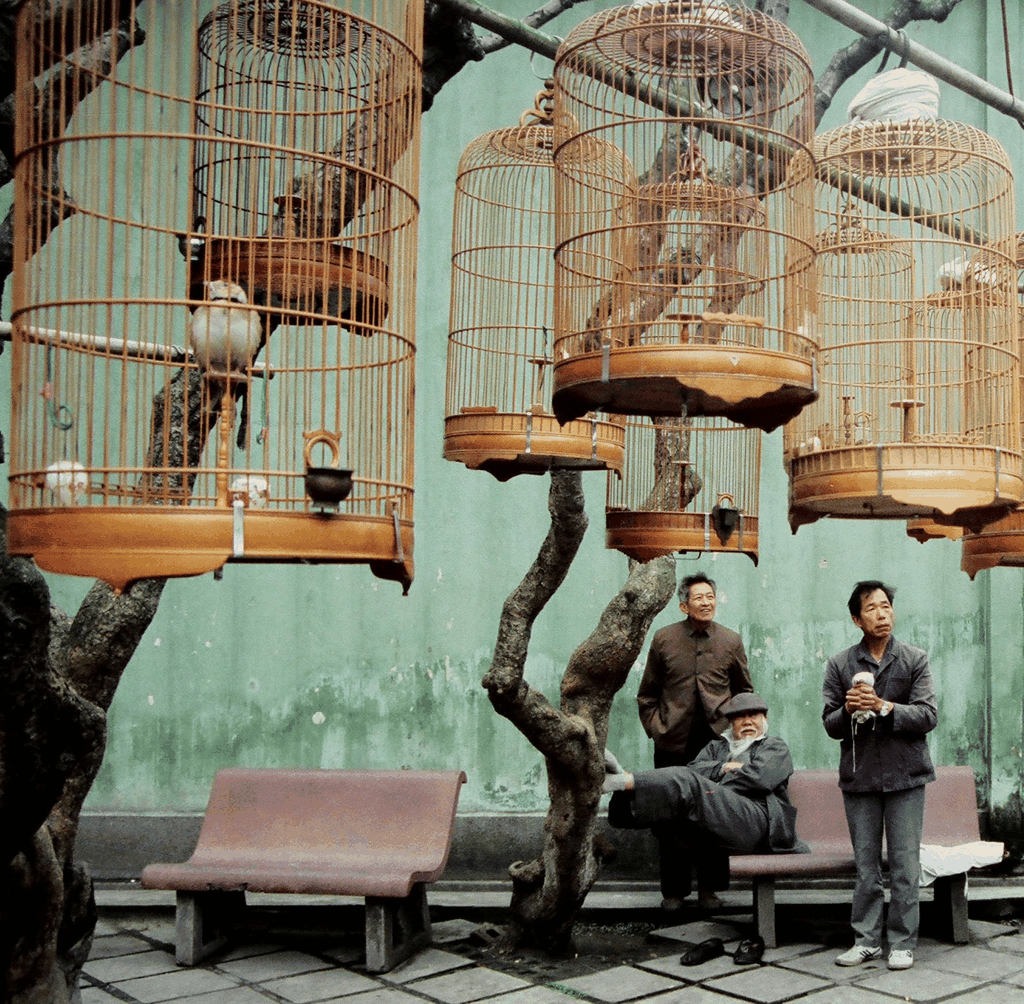 斑驳绿墙下的鸟笼与闲人