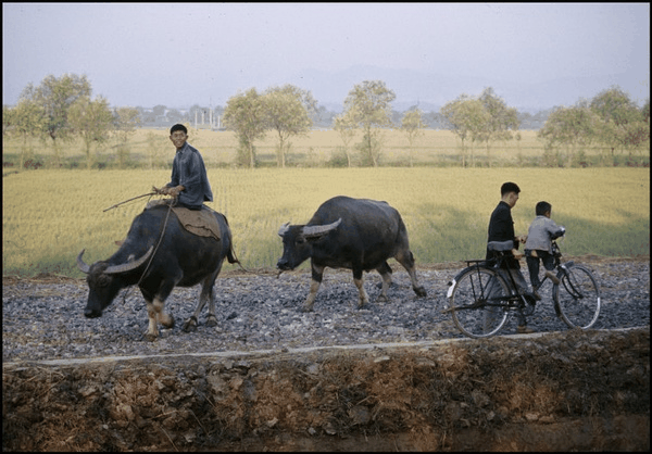 80年代乡村水牛与自行车