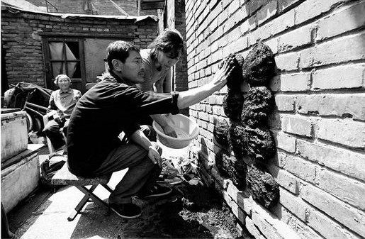 老照片：北方院落里晒牛粪的场景