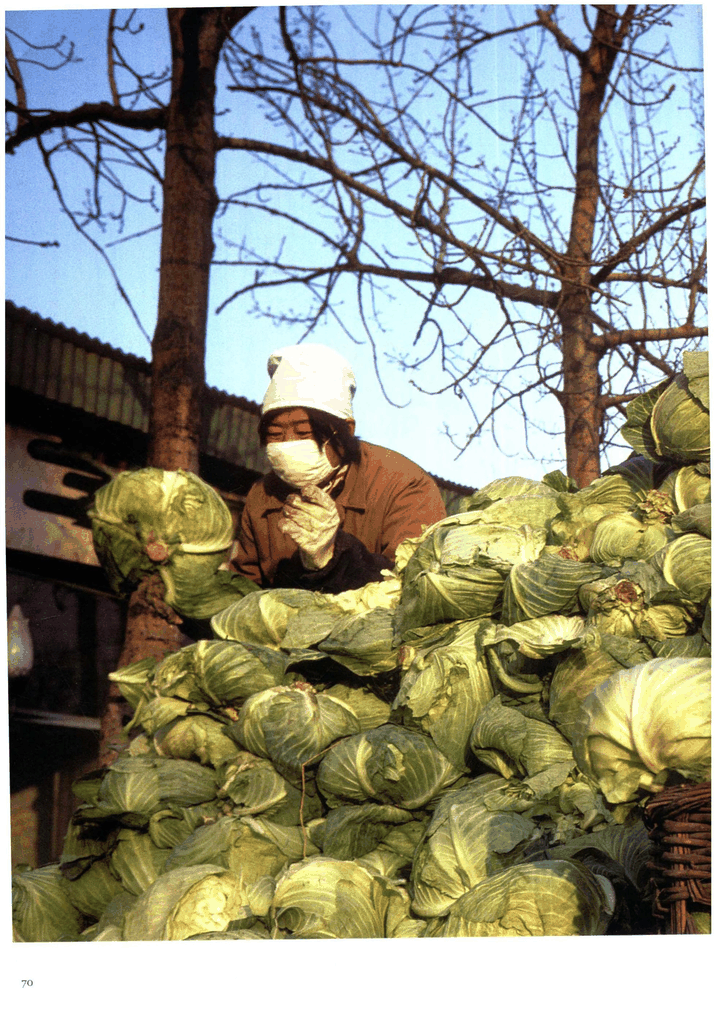 冬日里的大白菜