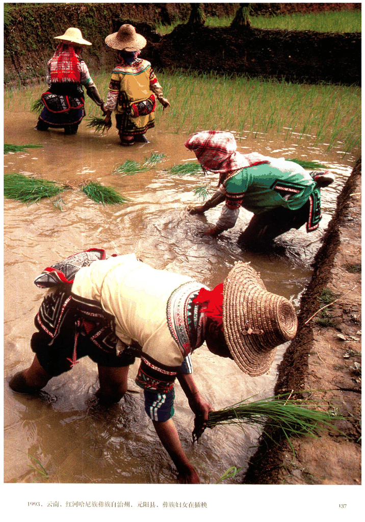 1993年云南元阳彝族妇女插秧