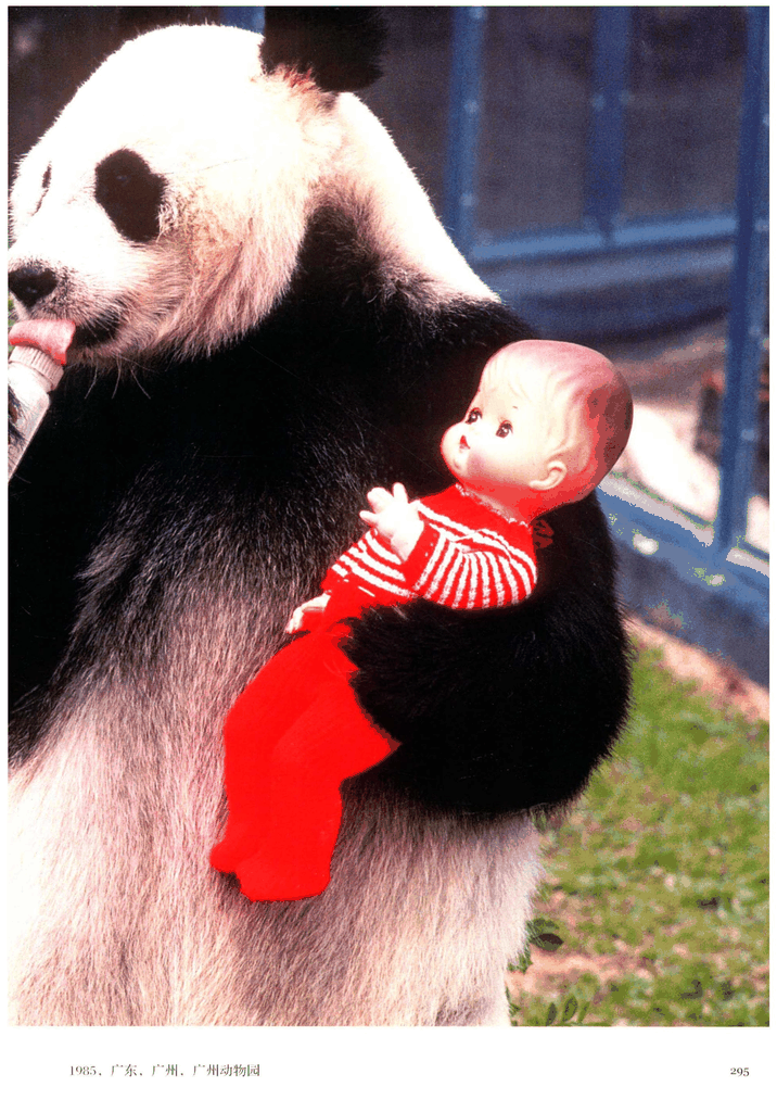 1985年广州动物园的大熊猫