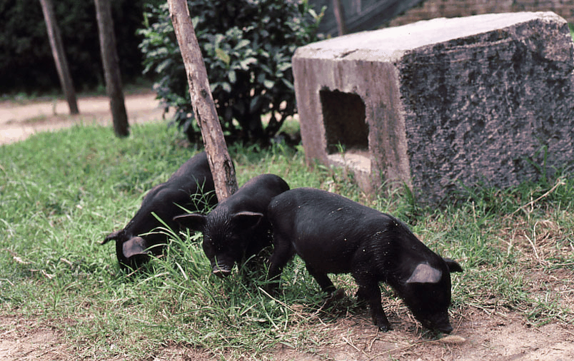 三只黑猪在草地上觅食